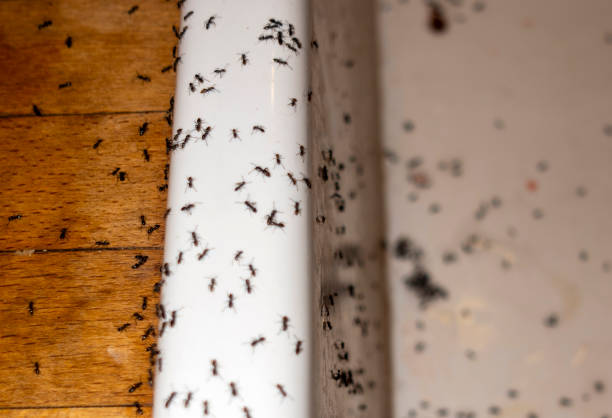 Best Wildlife Control Services  in South Bloomfield, OH