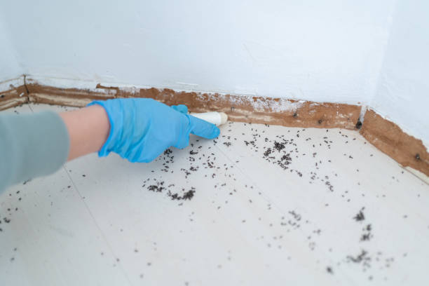 Best Bed Bug Extermination  in South Bloomfield, OH